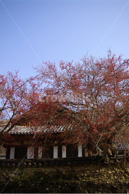 지붕,기와지붕,전통,나무,담,한국전통,한국문화,korean traditional,korean culture,건축물,건물외관,exterior,building,structure,architecture,construction