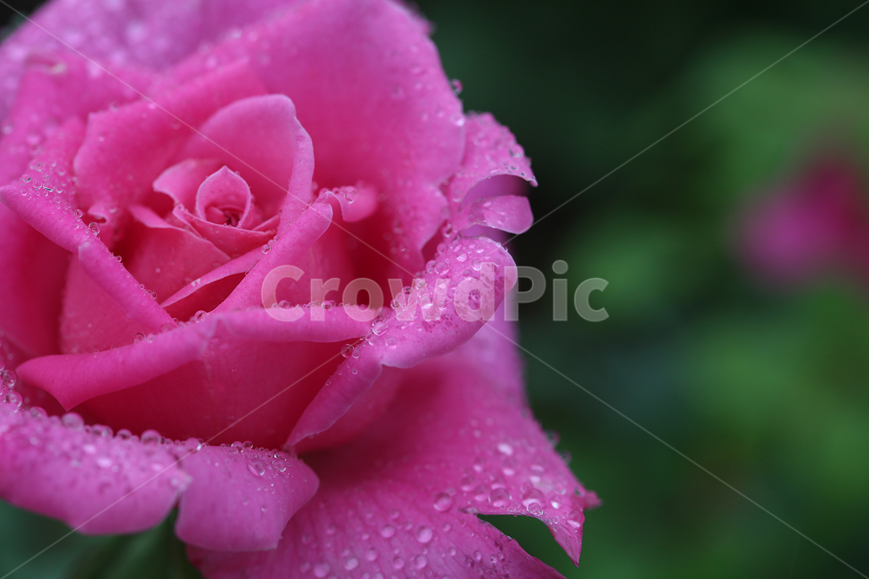 꽃,장미,빗방울,flower,rose,raindrop,식물,자연,plants,nature,꽃,flower