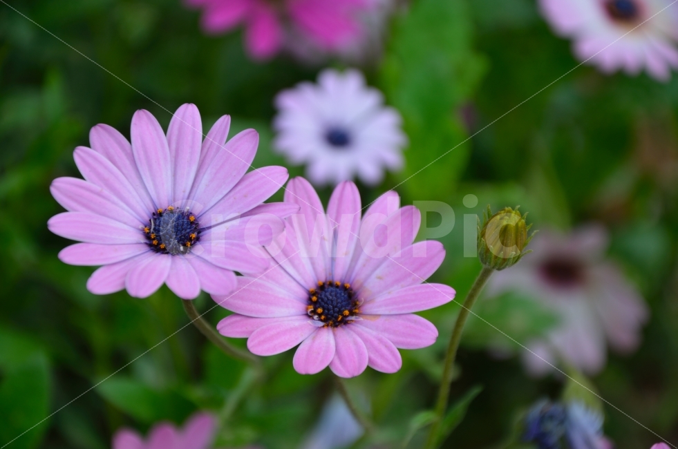 오스테오스퍼멈,꽃,식물,자연,순천,국제정원박람회,풍경,식물,자연,plants,nature,꽃,flower