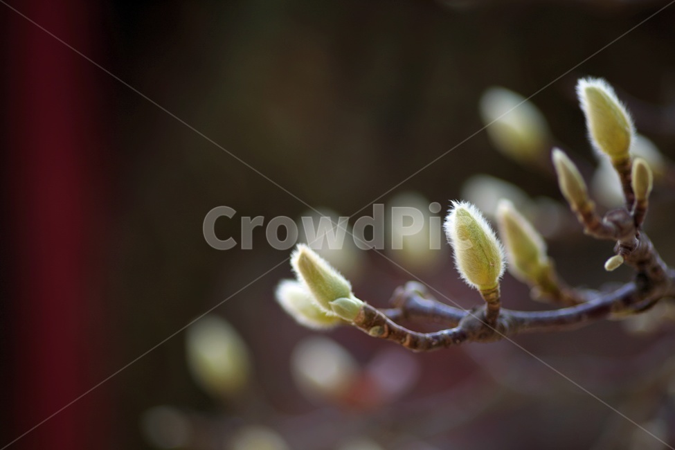 꽃,아웃포커스,접사,나뭇가지,전통,식물,자연,plants,nature,꽃,flower