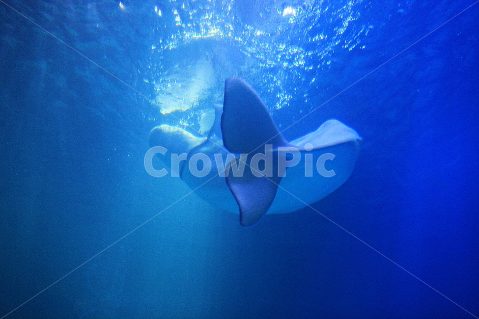 돌고래,아쿠아리움,포유류,고래,배경,수족관,물,동물,animal,포유류,mammal