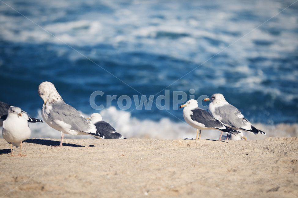 갈매기,바다,휴식,갈매기의꿈,바닷가,감성,해변,바다,beach,sea,동물,animal,조류,새,birds