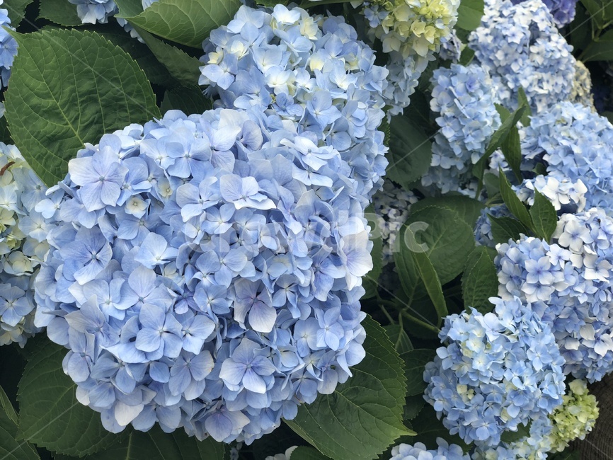 수국,파란수국,여름수국,제주수국,제주도