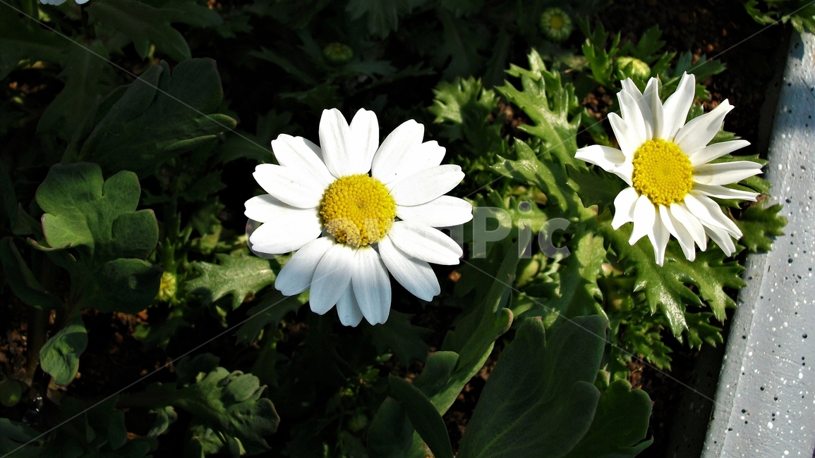 꽃,자연,식물,꽃잎,암술,수술,봄,spring,nature,bloom,petal,floral,scent,beautiful,plant,flower,식물,자연,plants,nature,꽃,flower