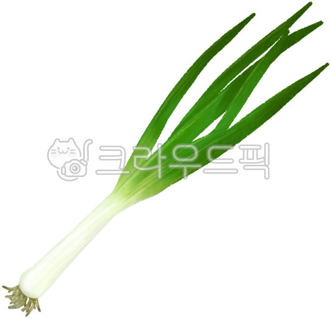 파, 대파, food, 음식, 식재료, 사진,이미지,일러스트,캘리그라피 - nolikkikki작가