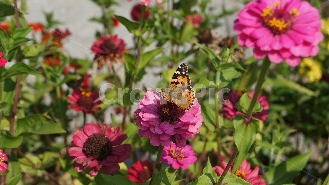 식물,꽃,꽃밭,백일홍,나비,plant,flower,garden,butterfly,식물,자연,plants,nature,꽃,flower,곤충,벌레,insect,bug