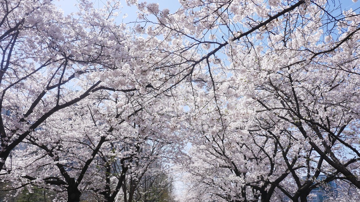 벚꽃,시야,넓음,꽃,봄,봄,계절,spring,season,식물,자연,plants,nature,꽃,flower,plant,blossom