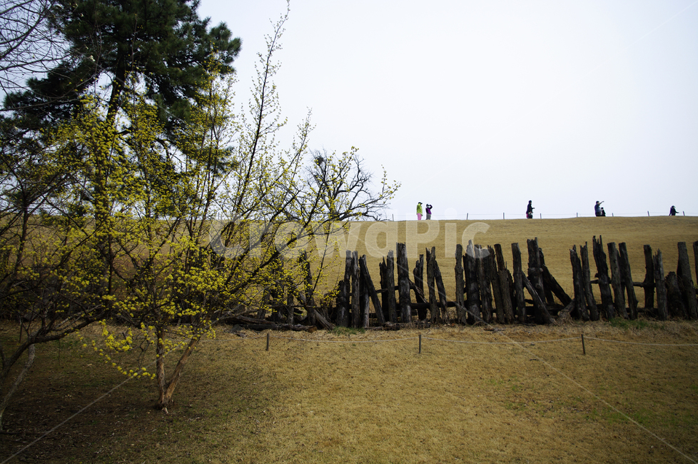 산수유,자연,nature,꽃,flower,나무,식물,plant,봄,spring,계절,봄,계절,spring,season,자연,풍경,nature,landscape,사람들,대중,군중,other people,crowd,tree,ground,바닥