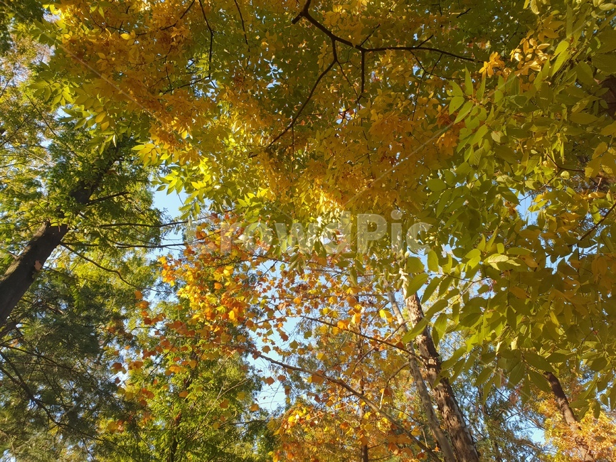 가을,숲,낙옆,햇살,힐링,자연,산책,가을,계절,fall,autumn,season,자연,풍경,nature,landscape,tree,나무,plant,식물,tree trunk,나무 줄기,leaf,잎