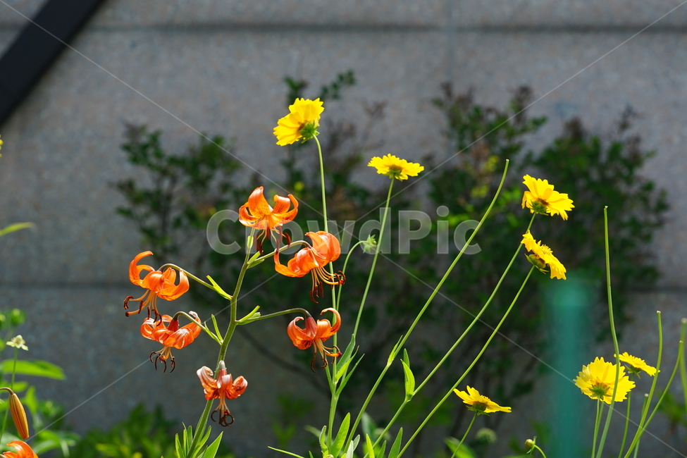꽃,플라워,색감,컬러,주황색,오렌지빛,식물,접사,flower,생명,나리꽃,감성사진,자연,컬러풀,식물,자연,plants,nature,꽃,flower
