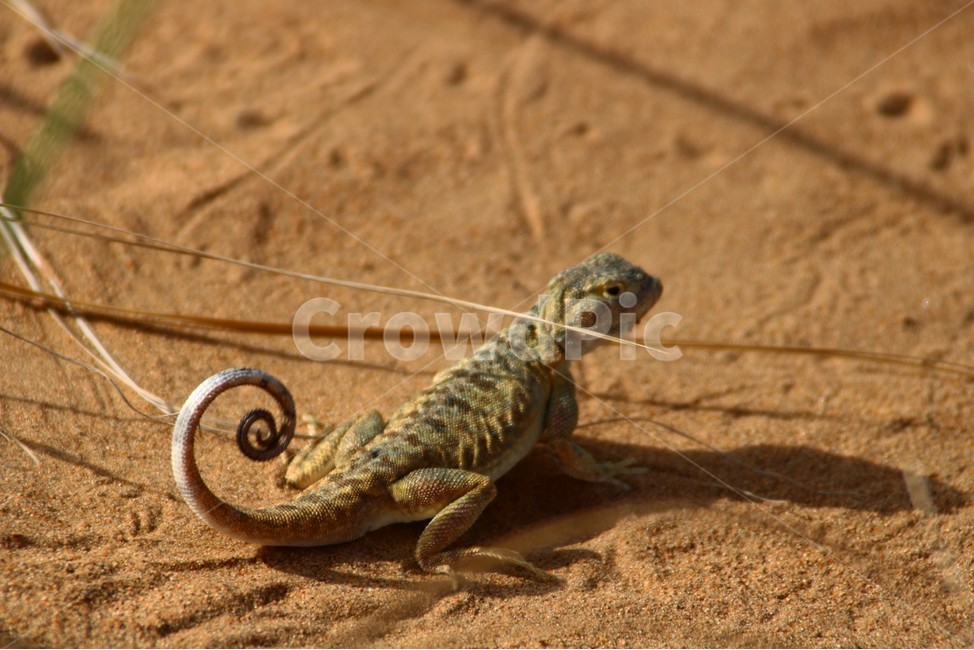 도마뱀,파충류,동물,사막,생물,몽골,동물,animal,파충류,양서류,reptile,amphibian