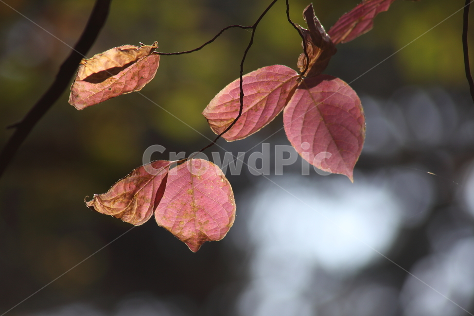 단풍,잎,가을,redleaves,leaf,가을,계절,fall,autumn,season