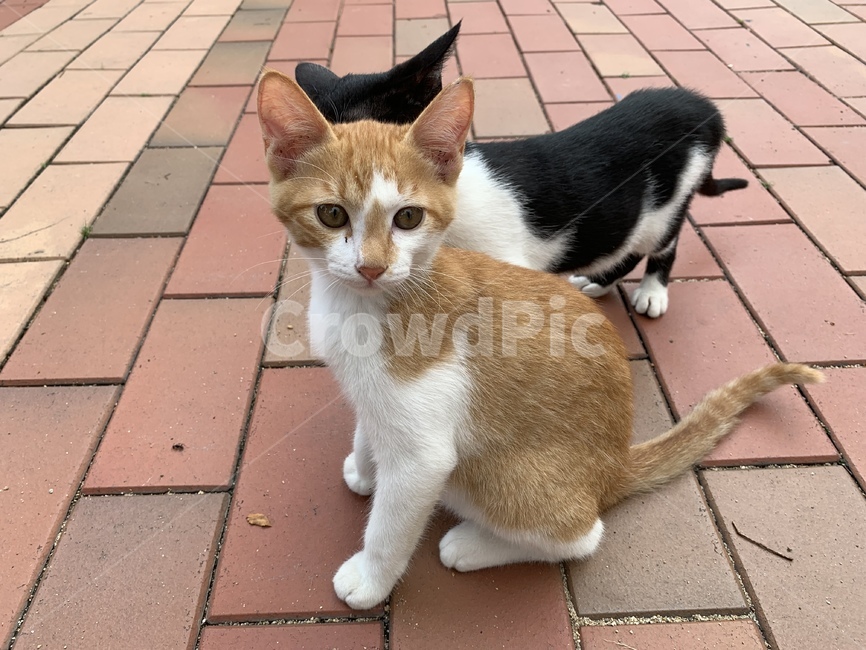 고양이,길고양이,동물,아기고양이,길냥이,펫,포유류,귀여운,animal,cat,pet,kitty,lovely