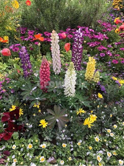꽃,루핀,lupinus,루피너스,루핀꽃