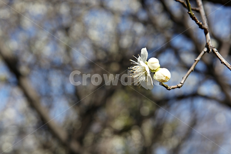 매화곷,매화,꽃,꽃잎,봄꽃,봄,식물,자연,공원,식물,자연,plants,nature,꽃,flower