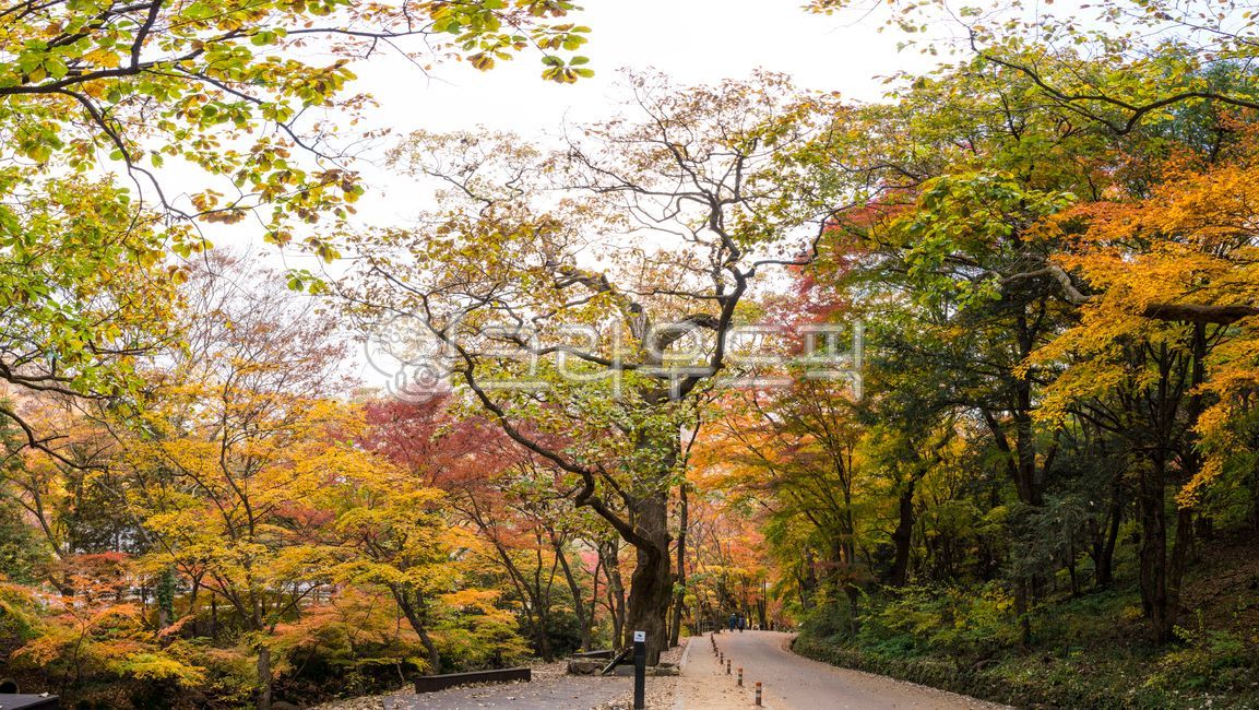 단풍길,포장도로,가로수,정원수,단풍나무,자연,풍경,식물,가을,낙엽,단풍,빛,햇빛,산책,파노라마,나뭇가지,나무줄기,단풍숲,추경,만추,울긋불긋,아름다운,잎,leaf,단풍잎,산골짜기,오솔길,도로,road,나무,tree,나무줄기,treetrunk