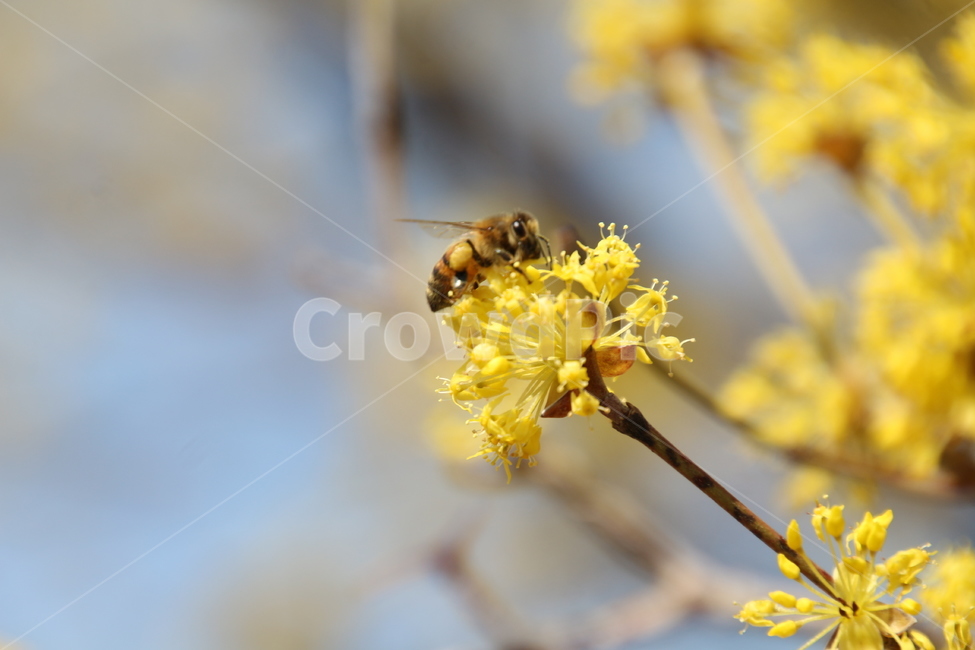산수유,꽃,층층나무,식물,구례산수유축제,봄,계절,spring,season,식물,자연,plants,nature,꽃,flower,동물,animal,곤충,벌레,insect,bug,honey bee,꿀벌,bee,벌,invertebrate,무척추 동물