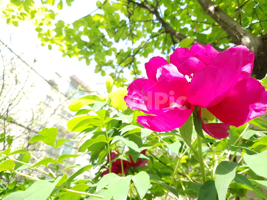 날씨,꽃,도심속꽃,꽃공원,꽃장식,식물,자연,plants,nature,꽃,flower