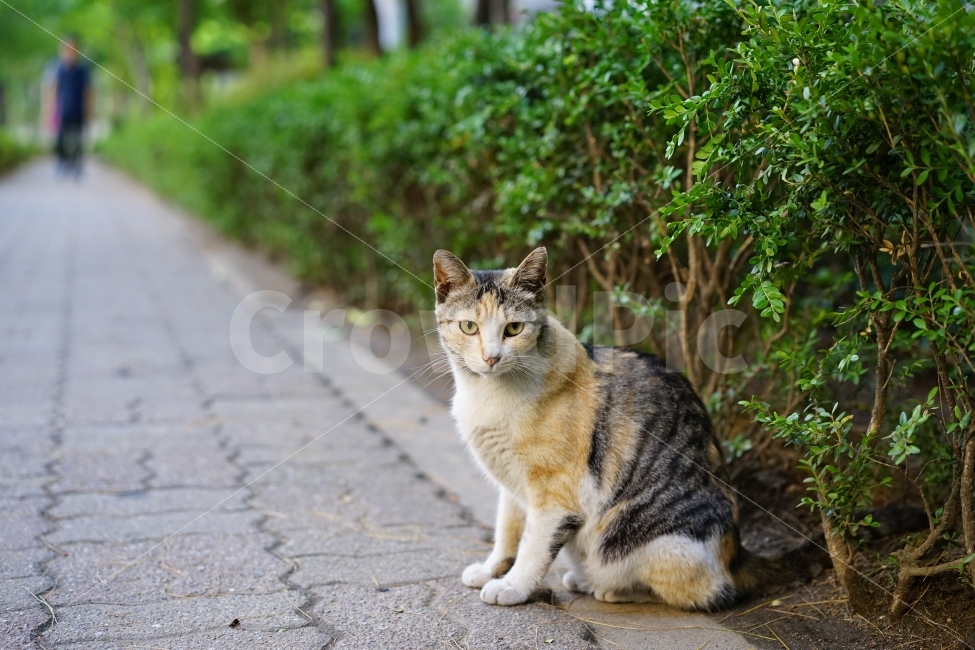	고양이,동물,야옹이,캣,cat,냐옹이,냐옹,길,거리,일상,풍경,생명,길냥이,길가,일상사진,귀요미,동물,animal,포유류,mammal,고양이,cat,kitten,kitty