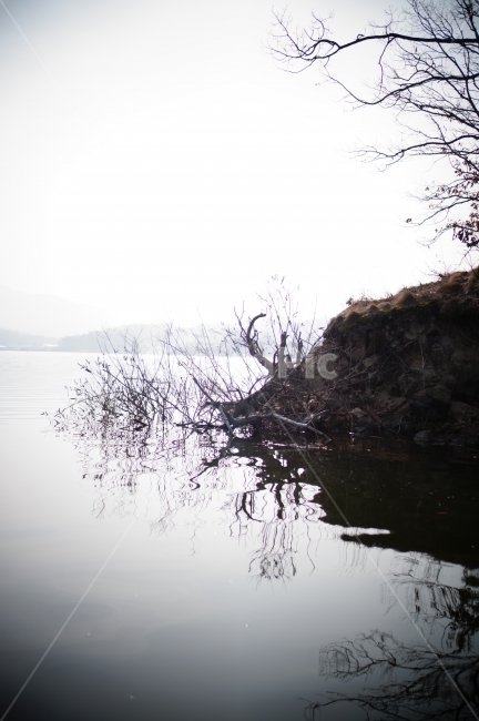 나무,고삼지,저수지,낚시터,아침,비네팅,자연,풍경,nature,landscape,outdoors,옥외
