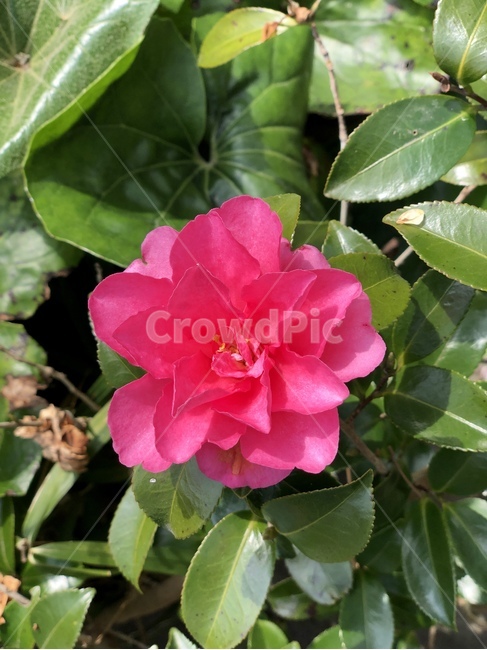 동백꽃,매화,빨간꽃,분홍꽃,꽃,식물,장미,생화,동백,flower,겹꽃,꽃한송이,식물,자연,plants,nature,꽃,flower