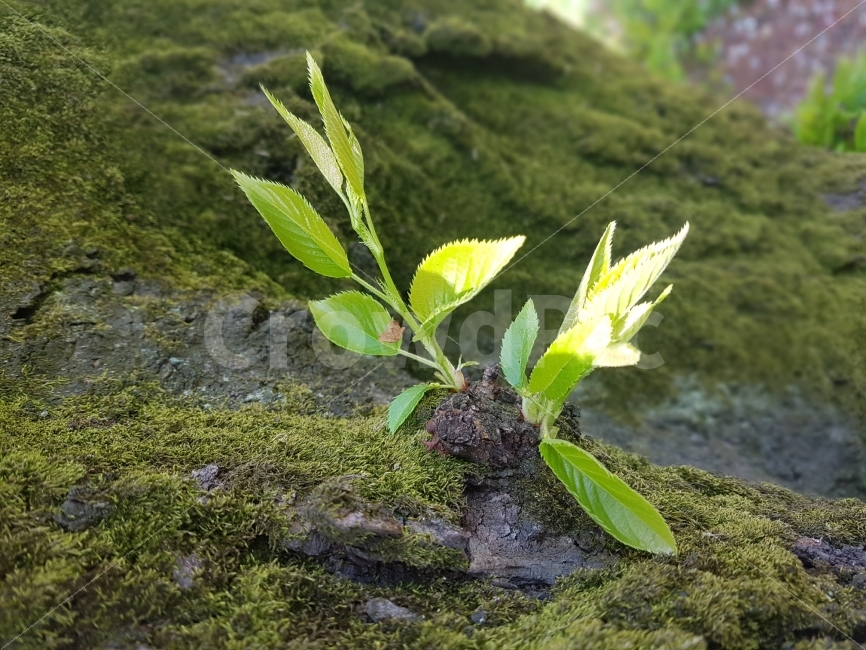나무,잎,초록,나뭇잎,봄,생명,햇빛,식물,자연,plants,nature