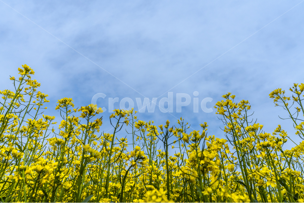 유채꽃,파란,하늘,꽃,자연,나무,구름,sky,tree,cloud,rapeflower,flower,식물,자연,plants,nature,꽃,flower
