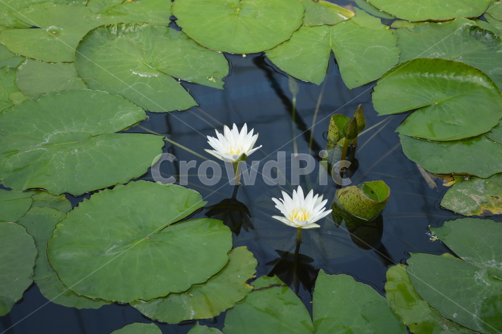 연꽃,식물,flower,꽃,plant