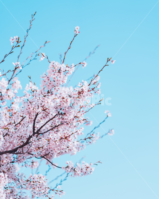 꽃,벚꽃,봄,자연,cheeryblossom,spring,flower