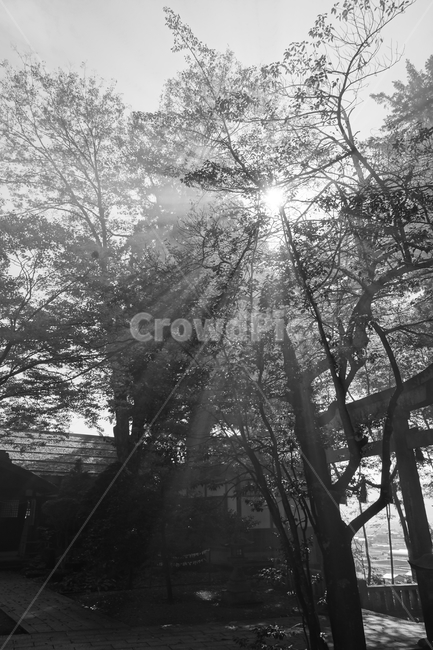 light,빛,flare,플레어,sunlight,햇빛,나무,tree,신비,흑백,모노톤,monochrome,black and white