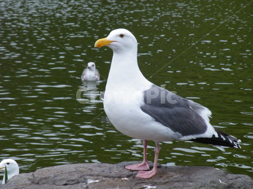 animal,동물,bird,새,beak,부리,seagull,갈매기,바닷가,동물,animal,조류,새,birds