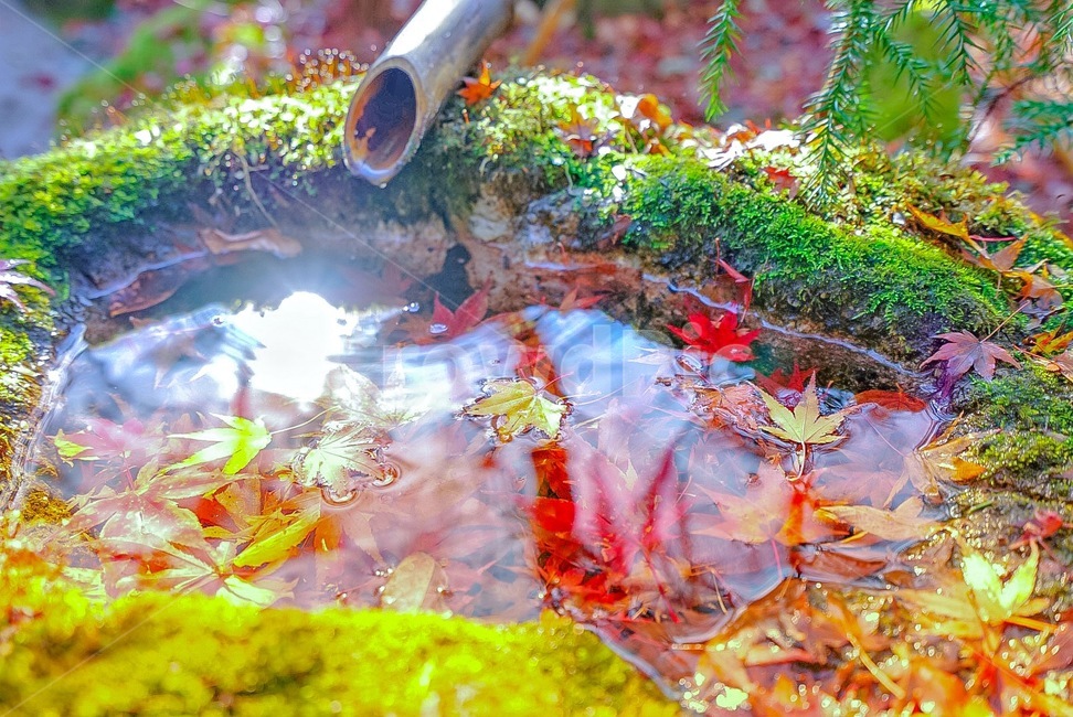 water,물,outdoors,옥외,단풍,가을,maple,이끼,가을,계절,fall,autumn,season,휴식,힐링,rest,relaxation,healing