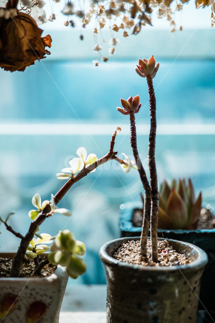 선반,다육,화분,흙,인테리어,장미,안개꽃,식물,자연,plants,nature,실내용화초,화분,화초,house plant,감성,sensible,feeling,인테리어,실내디자인,interior design