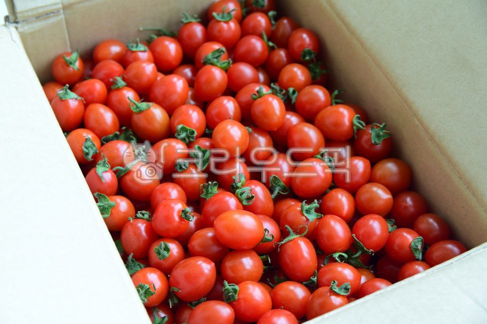 방울토마토,토마토,과일,식재료,상자,한상자,박스,한박스,포장,한팩,빨강,빨강색,맛있는,잘익은,탐스러운,음식,후식,디저트,열매,box,onebox,pack,tomato,cherrytomato,red,delicious,dessert,wellbeing,health,food,foodreserves,fruit,diet,다이어트,건강,건강식,음식,식재료,요리,food,cook,meal,dishes,food reserves