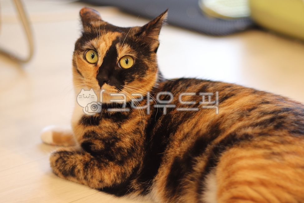 Chaos,Cute cat,Korean Shorthair,house cat,cat,koreanshorthairs,Asura,three colors,chaos cat,fat cat