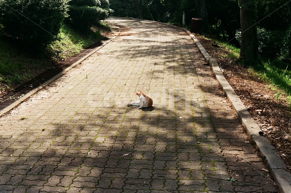 보도,sidewalk,pavement,고양이,산책로,산