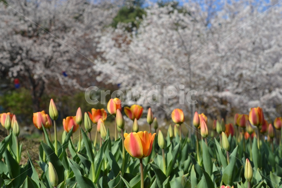 튤립,벚꽃,봄,꽃,자연,spring,flower,tulip,cherryblossom,桜花,桜,チューリップ,春,花