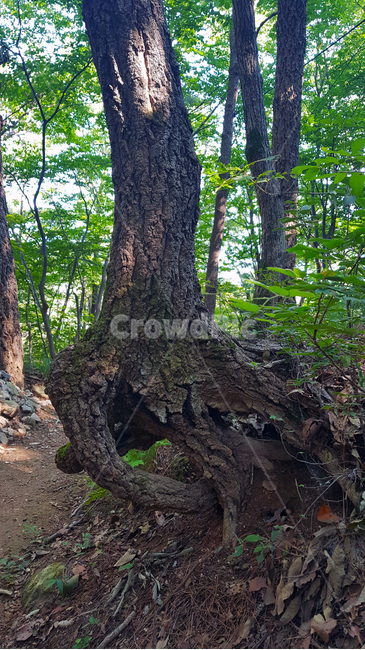 나무,나무뿌리,뿌리,nature,자연,식물,wood,trees