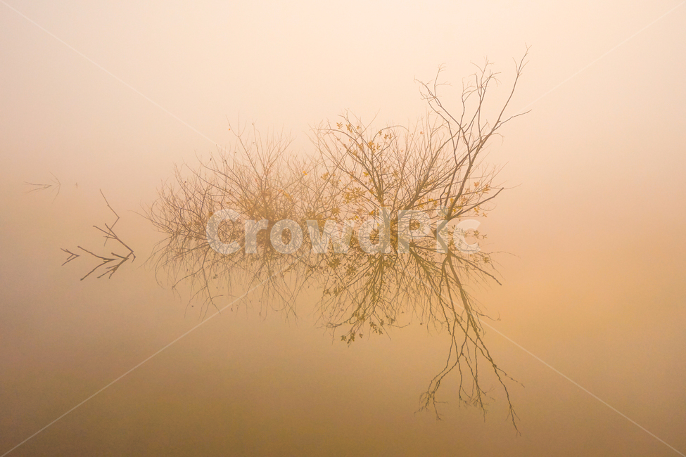 호수,안개,저수지,나무,물안개,식물,자연,풍경,여명,새벽,자연,풍경,nature,landscape,weather,날씨,outdoors,옥외,fog