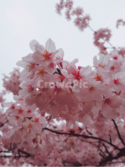 벚꽃,cherryblossom,진해,벚꽃축제,봄,꽃,flower,식물,plant,blossom,자연,식물,자연,plants,nature,꽃,flower,나무,trees,wood