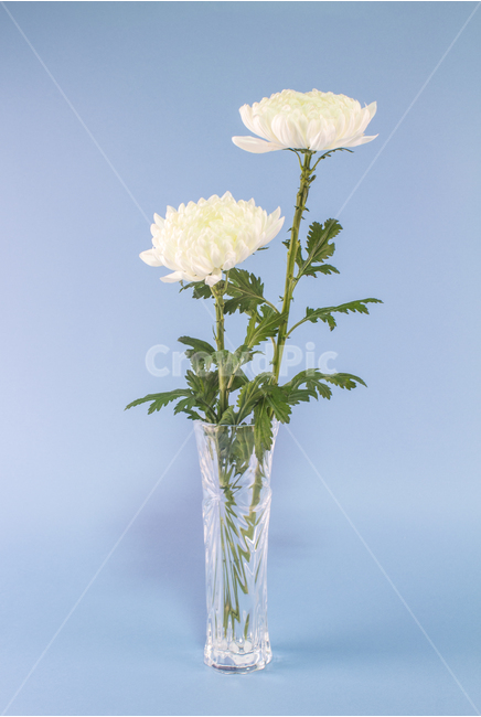 국화,꽃,식물,흰꽃,꽃잎,추모,배경,백그라운드,다울,식물,자연,plants,nature,꽃,flower