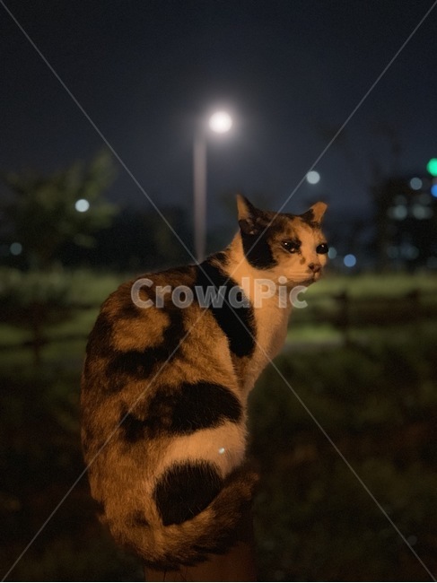고양이,동물,집사,동물보호,길고양이,동물,animal,포유류,mammal,고양이,cat,kitten,kitty