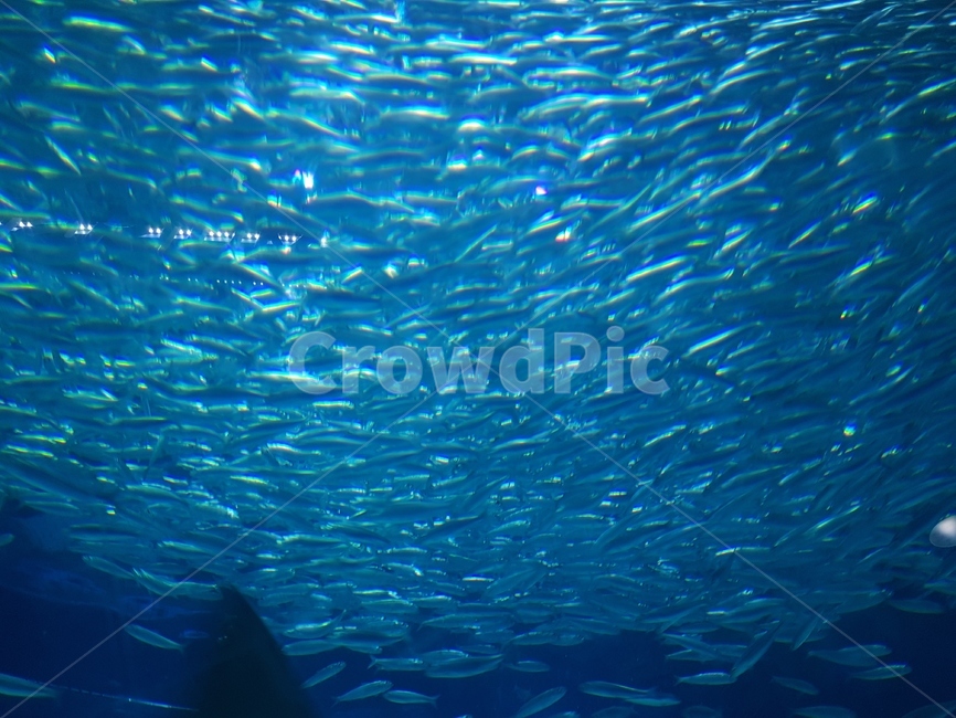 물고기떼,수족관,아쿠아리움,물고기,청록색,신비,동물,어류,fish,animal,aquarium,동물,animal,어류,물고기,fish