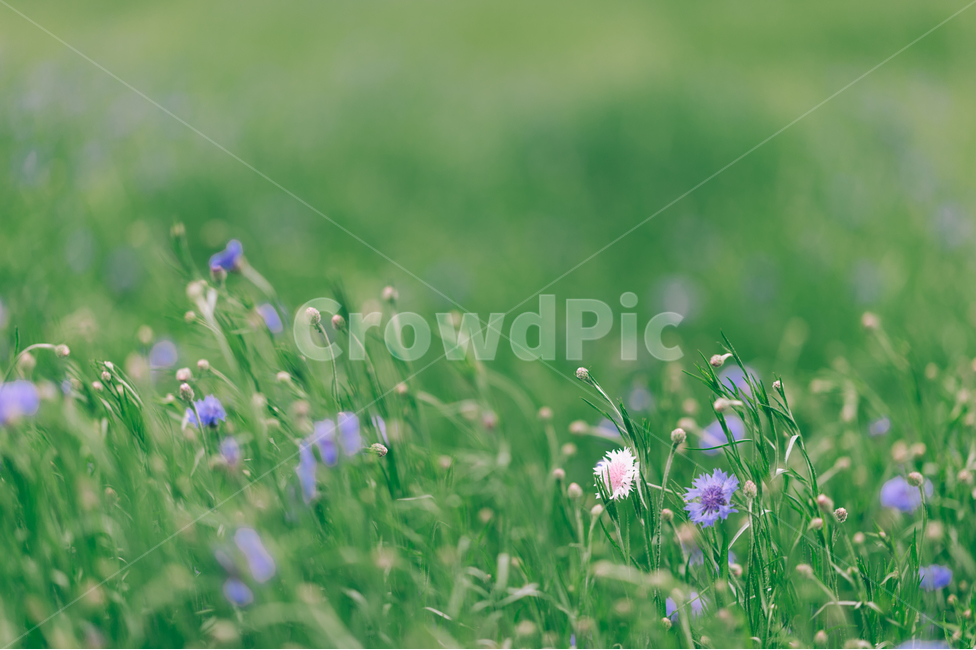 들꽃,초록,청보리,꽃,감성,분위기,흩날리는,바람,식물,자연,plants,nature,꽃,flower,감성,sensible,feeling
