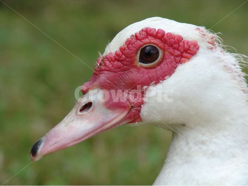 오리,동물,접사,자연,오리머리,동물,animal,조류,새,birds