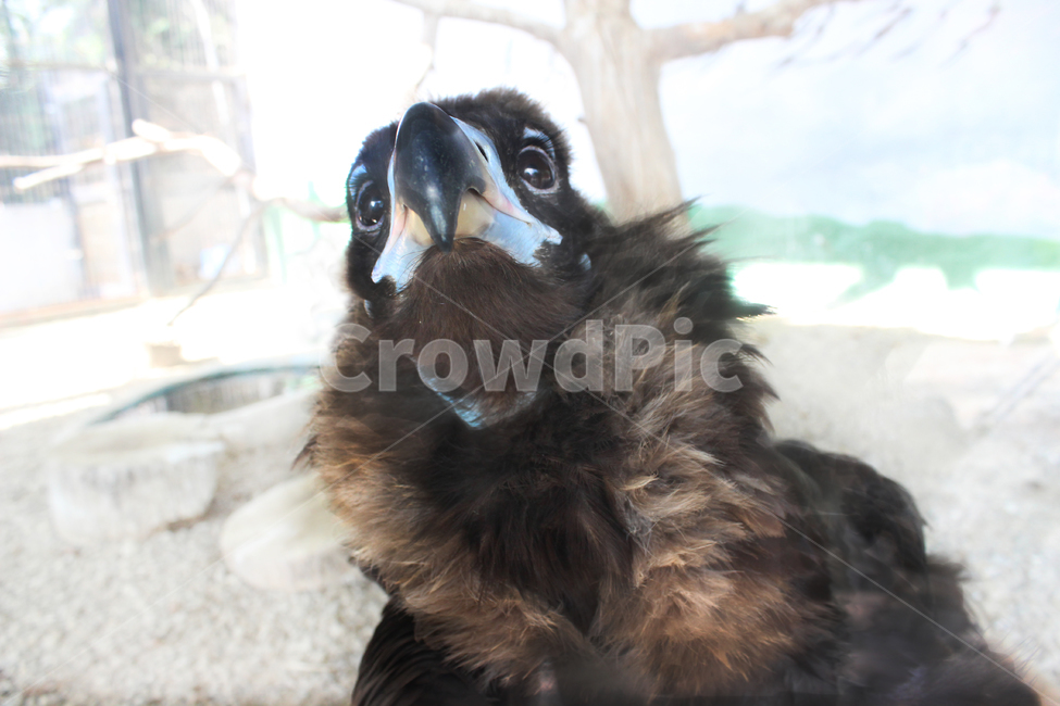 독수리,동물,동물원,eagle,맹금류,동물,animal,조류,새,birds