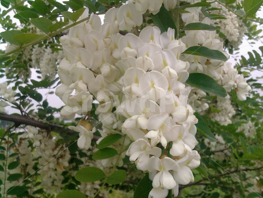 아카시아꽃,힌색,그린,풍성함,아카시아꽃향기,추억,꽃,아카시아꿀,식물,자연,plants,nature,꽃,flower