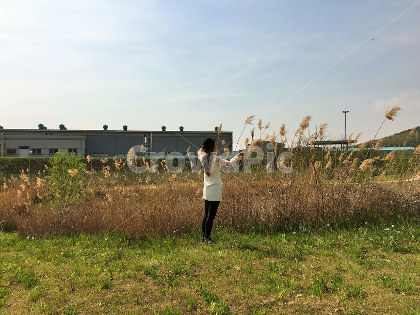dmz,봄,가을,억새풀,여자,감성사진,봄억새,억새,평화,안정,가을억새,사람,spring,fall,woman,peace,silvergrass