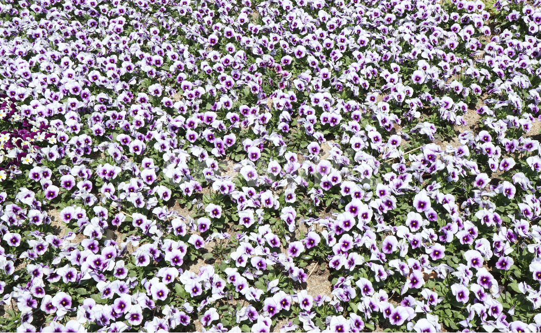 꽃,자연,flower,보라색,봄,식물,자연,plants,nature,꽃,flower