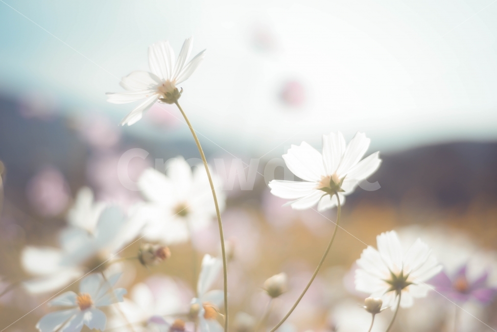 코스모스,꽃,가을,사진,스냅,식물,자연,plants,nature,꽃,flower,감성,sensible,feeling